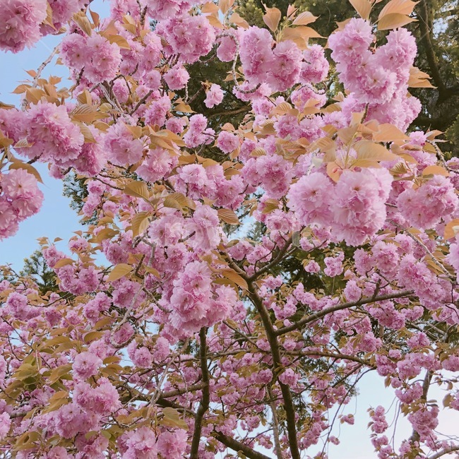 겹벚꽃,봄,벚꽃,왕벚꽃,벚꽃축제