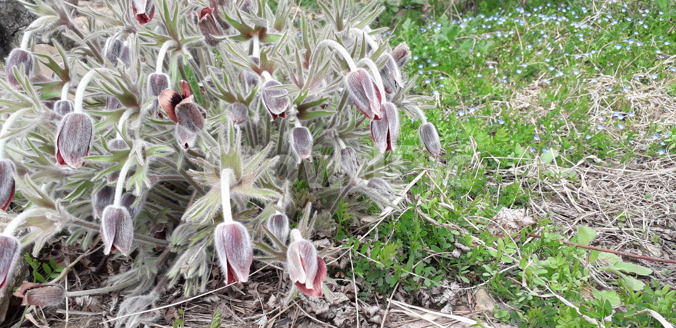할머니,꽃,아름다움,노년,들,풀,자연,식물,자연,plants,nature,꽃,flower