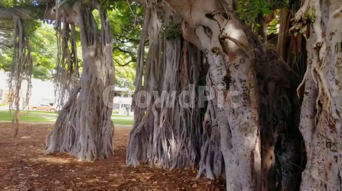 tree,treetrunk,나무줄기,나무뿌리줄기,하와이,열대지방나무,하와이공원,호놀루루,와이키키,뿌리,그늘,식물,나무