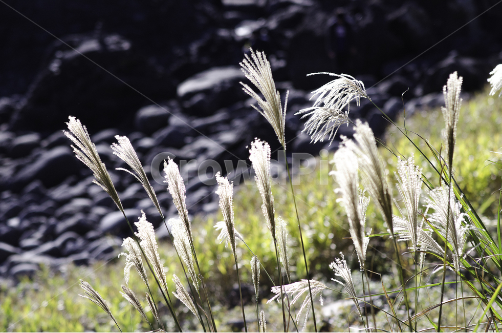 갈대,자연,억새풀,태양,배경사진,배경화면,배경,감성사진,nature,jeju,들판,푸른,여름,가을,겨울,봄,바다,돌,바람,흔들리는,가을,계절,fall,autumn,season,식물,자연,plants,nature,휴식,힐링,rest,relaxation,healing,grass,잔디,plant,lawn