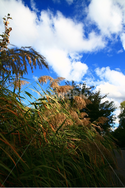 가을,하늘,하늘공원,억새,억새축제,파란하늘,구름,풍경,가을,계절,fall,autumn,season,자연,풍경,nature,landscape,grass,잔디,plant,식물,lawn,reed,갈대
