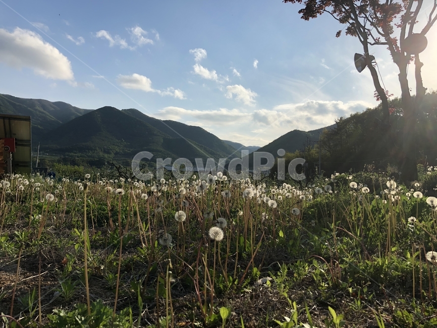 민들레,홀씨,자연,잔디,하늘,구름,산,dandelion,nature,grass,sky,cloud,mountain