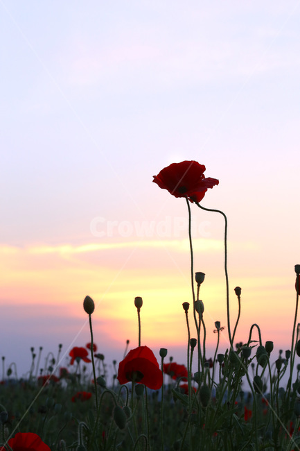 야생화,꽃양귀비,석양,붉은색,꽃,식물,자연,plants,nature