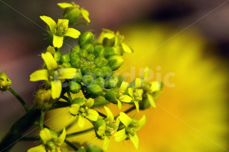 봄,꽃,꽃다지,플라워,꽃봉오리,자연,flower,spring,bud,nature,접사,macro,클로즈업,closeup,tree,숲,숲속,산림,삼림,조경,식물,plants,봄꽃,감성,힐링,풍경,landscape,식물,자연,plants,nature,꽃,flower