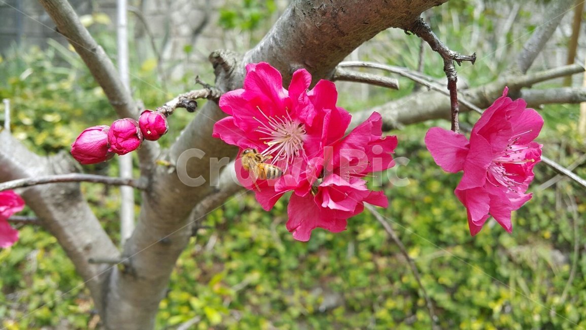 벛꽃,홍매화,벌,꿀벌,봄,식물,자연,plants,nature,꽃,flower,동물,animal,곤충,벌레,insect,bug