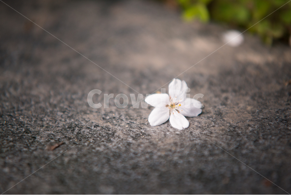 벚꽃,나무,분홍,꽃,봄,봄,계절,spring,season,꽃,flower,감성,sensible,feeling,plant,식물,blossom