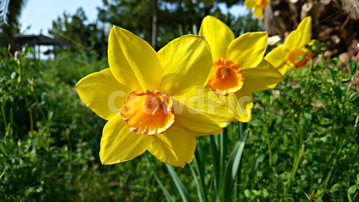 수선화,flower,꽃,blossom,식물,plant