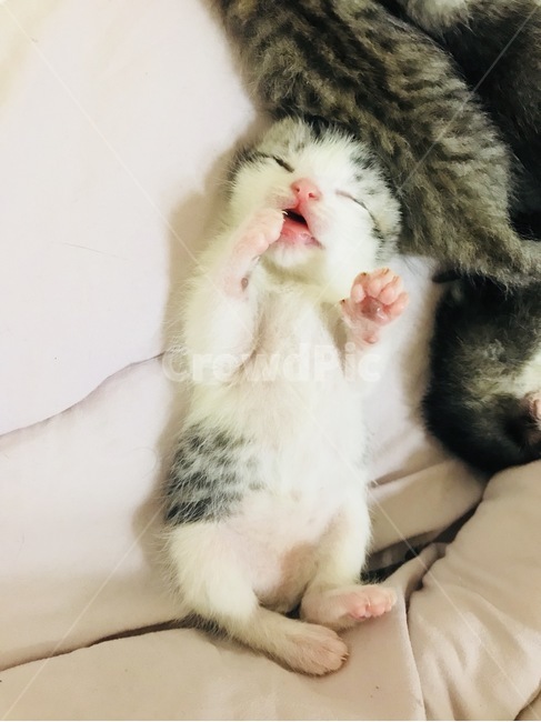 고양이,아기고양이,잠,아기,스코티쉬폴드,반려동물,성장,태어남,생명