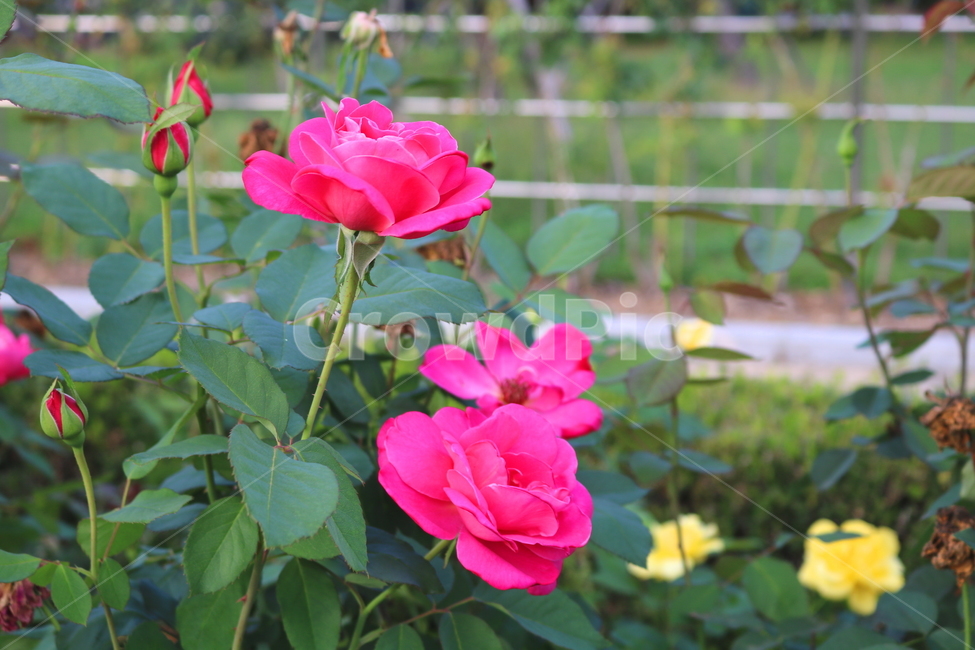 장미,장미꽃,꽃,식물,자연,핑크피스,분홍꽃,관상용,식물,자연,plants,nature,꽃,flower