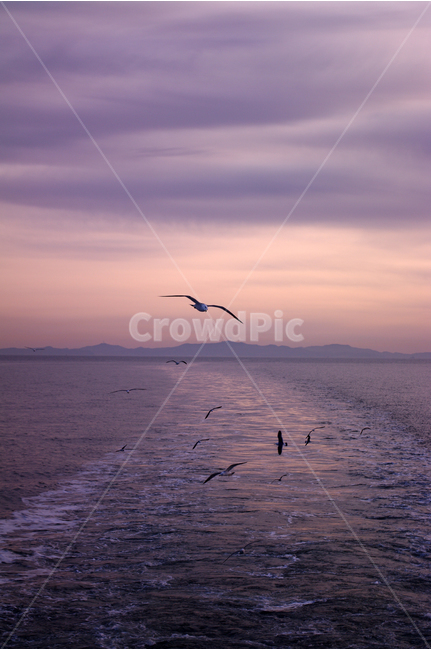 노을,석양,바다,하늘,서해,한국,구름,풍경,풍광,자연,nature,landscape,갈매기,새,자연,풍경,nature,landscape,동물,animal,조류,새,birds,bird,flying,나는
