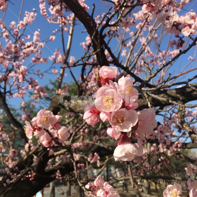 벚꽃,cherryblossom,blossom,식물,꽃,flower,plant