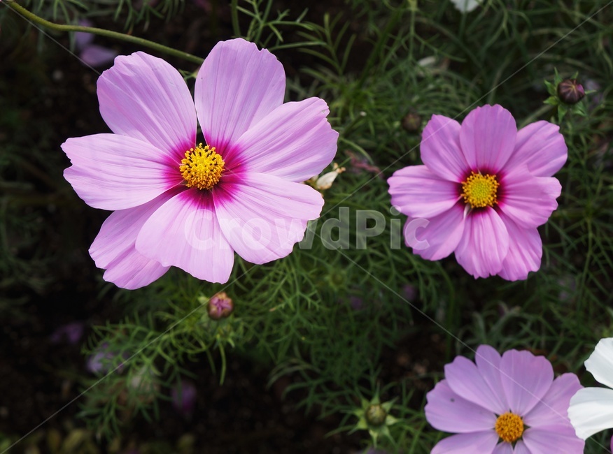 코스코스,한들한들,가을,예쁜꽃,식물,정원,분홍꽃,식물,자연,plants,nature,꽃,flower