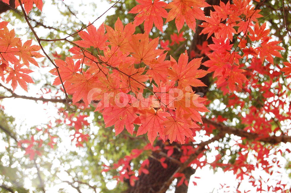 단풍,가을,단풍잎,나무,잎,나뭇잎,가지,붉은색,붉은잎,leaf,tree,maple,plant,식물,가을,계절,fall,autumn,season,식물,자연,plants,nature