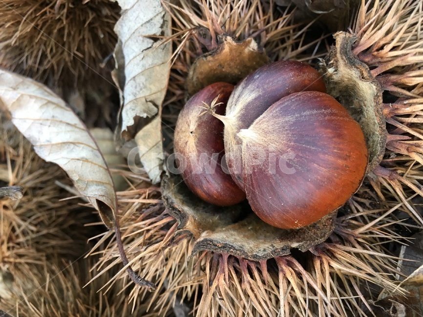 plant,식물,food,음식,nut,너트,밤,알밤,가을,계절,fall,autumn,season,과일,열매,fruit,fungus,진균류,vegetable,야채