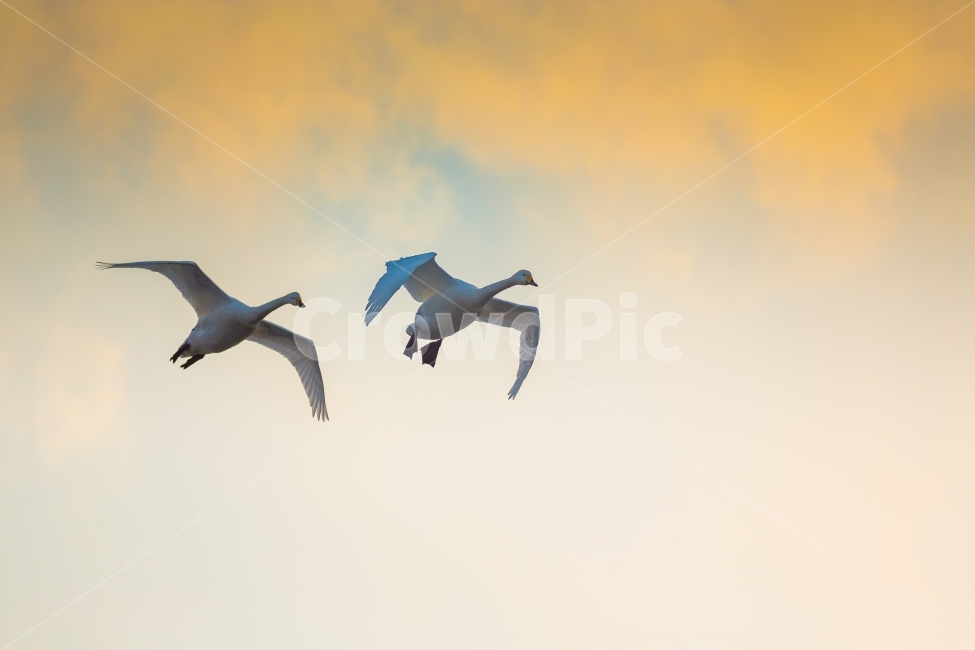 고니,백조,조류,비행,백조가족,풍경,자연,동물,animal,조류,새,birds