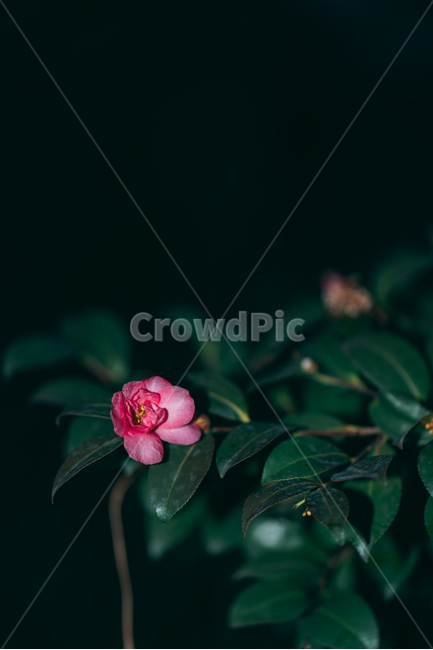동백꽃,꽃,동백,동백나무,봄꽃,빨강,초록,빛,식물,자연,plants,nature,flower,bloom,배경화면,식물,자연,plants,nature,꽃,flower