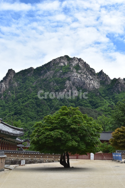 설악산,산,하늘,구름,나무,절