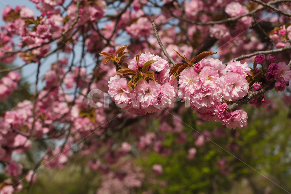 벚꽃,겹벚꽃,감성,분홍,핑크,봄,봄꽃,cherryblossom,blossom