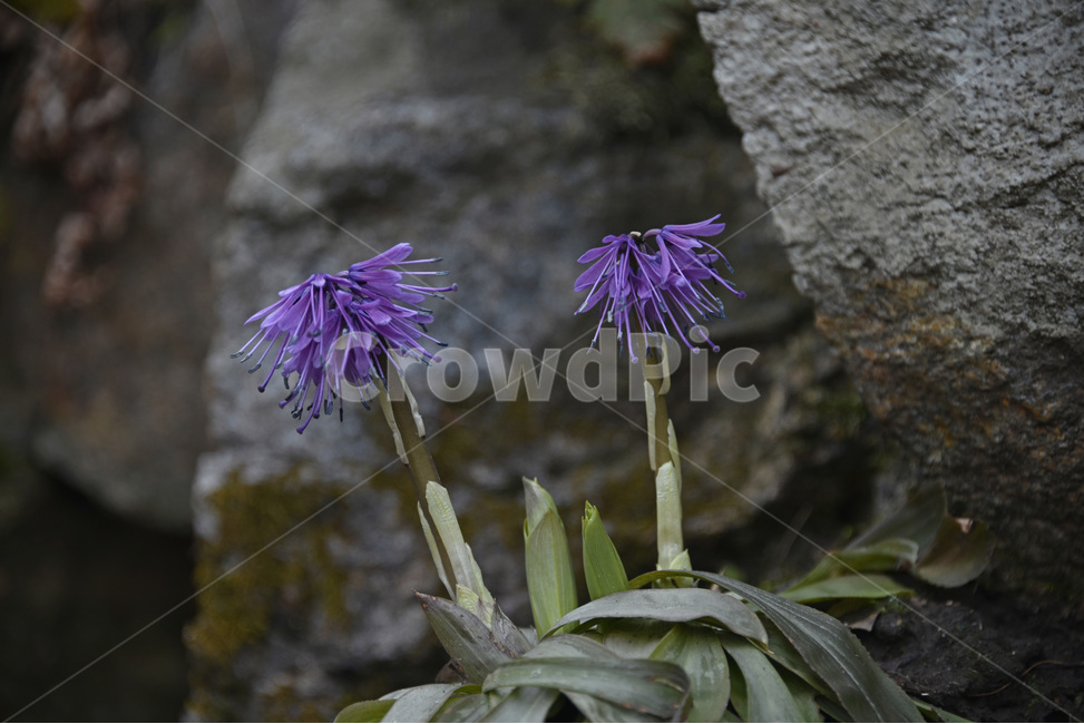 처녀치마,야생화,처녀치마꽃,봄꽃,다년생,자주색꽃,백합과,식물,자연,plants,nature,꽃,flower