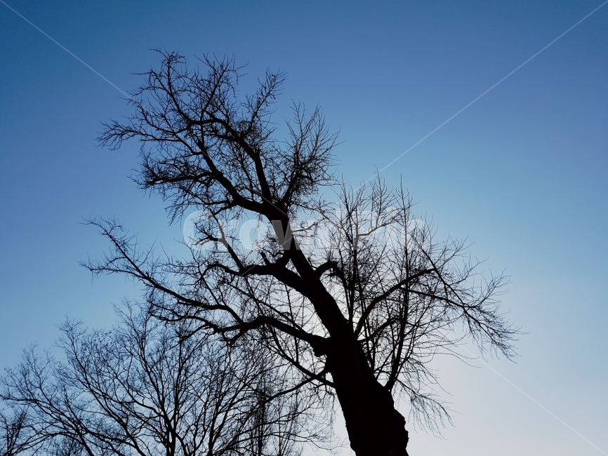 실루엣,역광,나무,하늘,풍경,겨울,계절,winter,season,식물,자연,plants,nature,나무,trees,wood,실루엣,그림자,silhouette,shadow