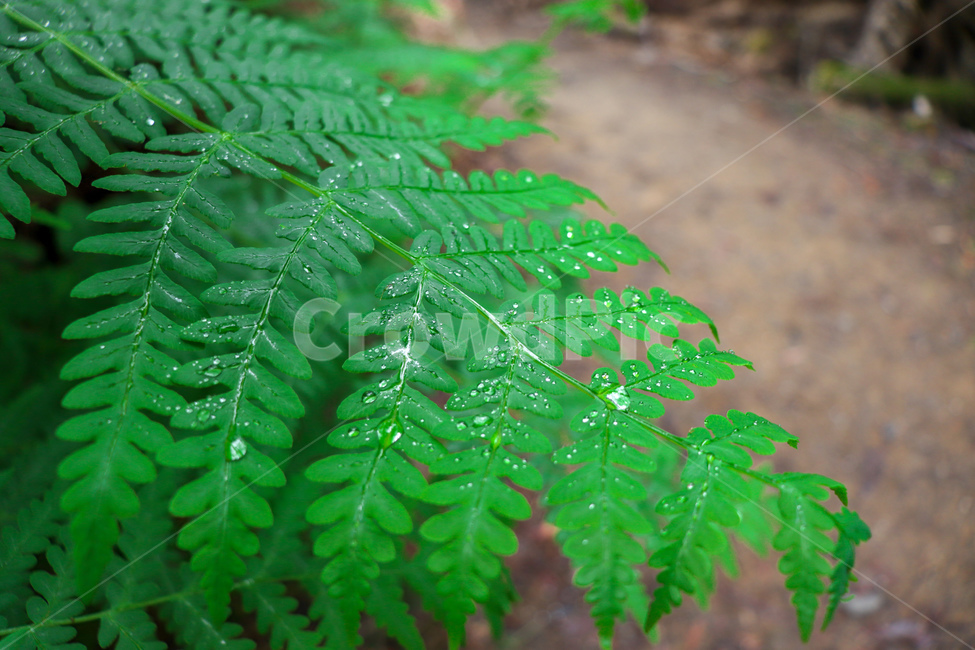 식물,고사리,eaglefern,잎사귀,잎,나무,plant,petal
