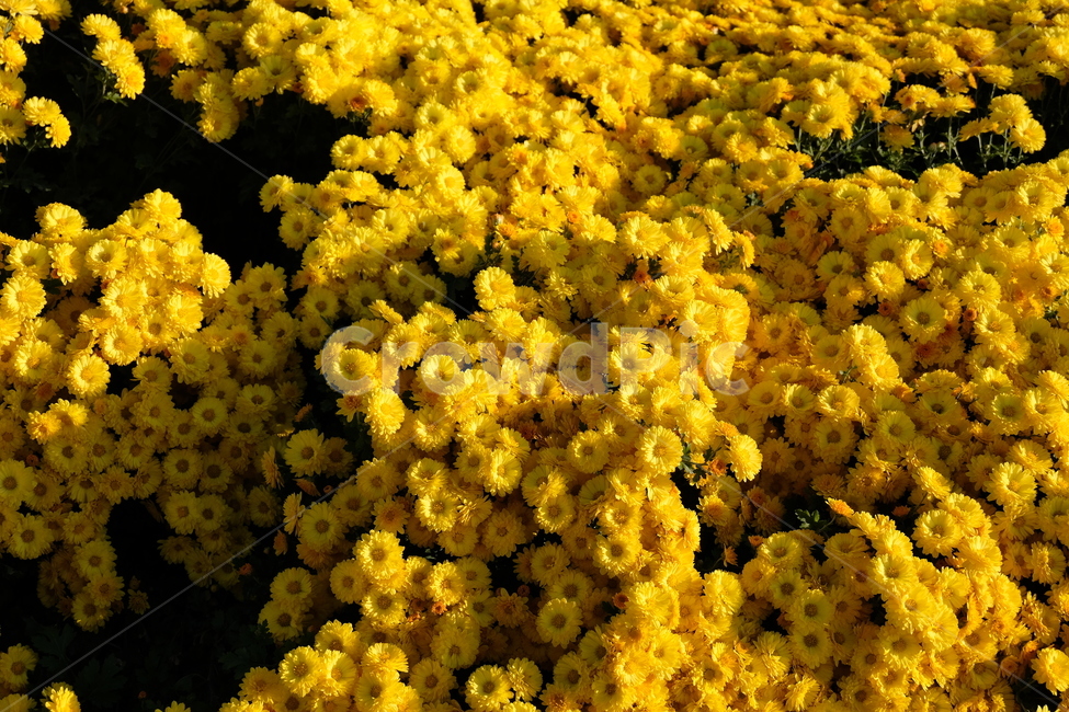 국화,노란국화,꽃,자연,풍경,chrysanthemum,flower,nature,식물
