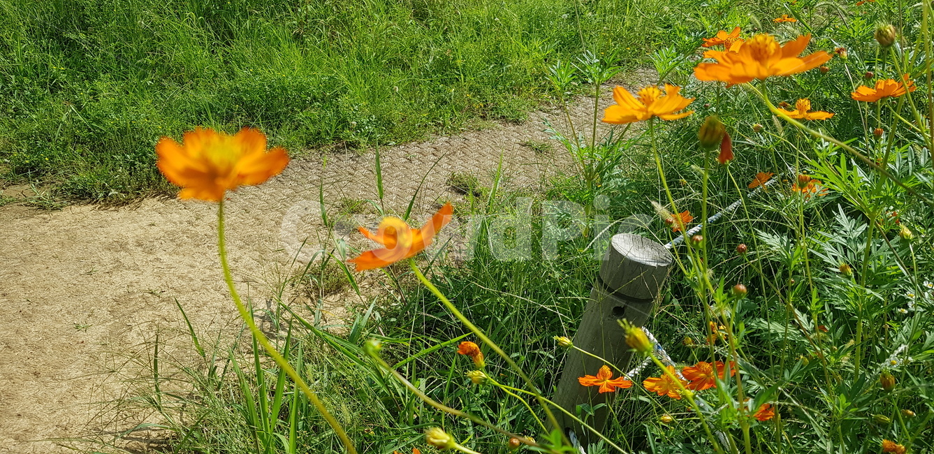 꽃,길,꽃길,정원,자연,풍경,주황,연두,초록잎,잎,흙,바닥,plant,식물