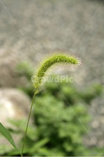 강아지풀,식물,plants,nature,풀,식물,자연,plants,nature