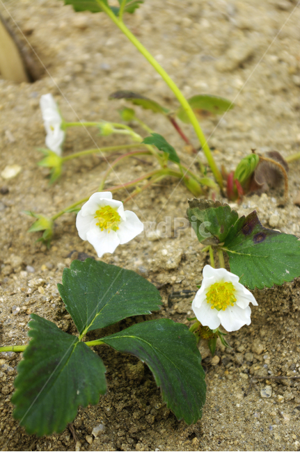 식물,plant,자연,nature,꽃,flower,봄,spring,계절,식물,자연,plants,nature,꽃,flower