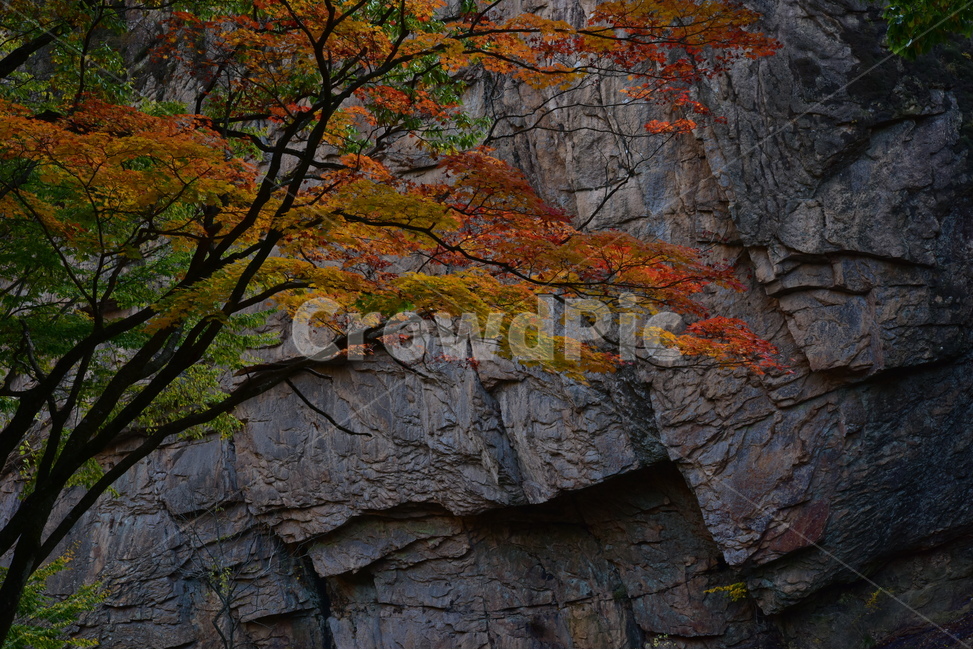 단풍,가을단풍,가을,가을풍경,자연,산,가을,계절,fall,autumn,season,자연,풍경,nature,landscape,tree,나무,plant,식물