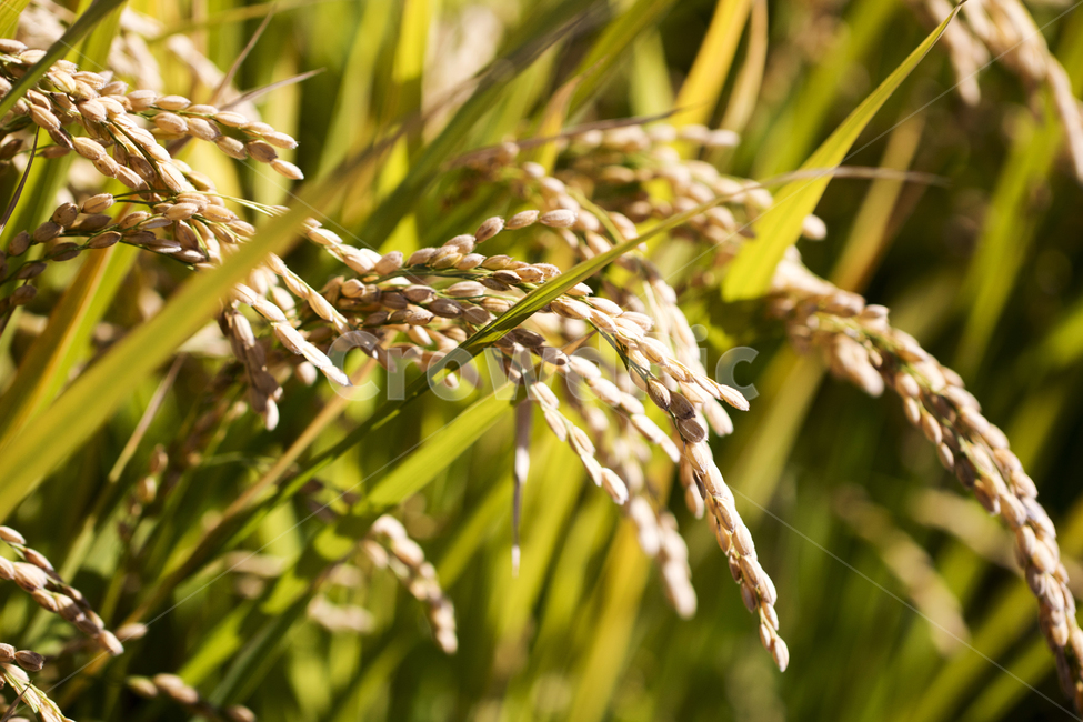 벼,이삭,벼농사,가을,추수,농촌,논,곡식,곡류,곡식,cereals,산업,industry,industrial,농업,농사,agriculture,farming,farming industry