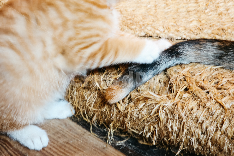 고양이,새끼고양이,아기고양이,길냥이,길고양이,냥이,cat,길냥,냥,동물,animal,포유류,mammal,고양이,cat,kitten,kitty