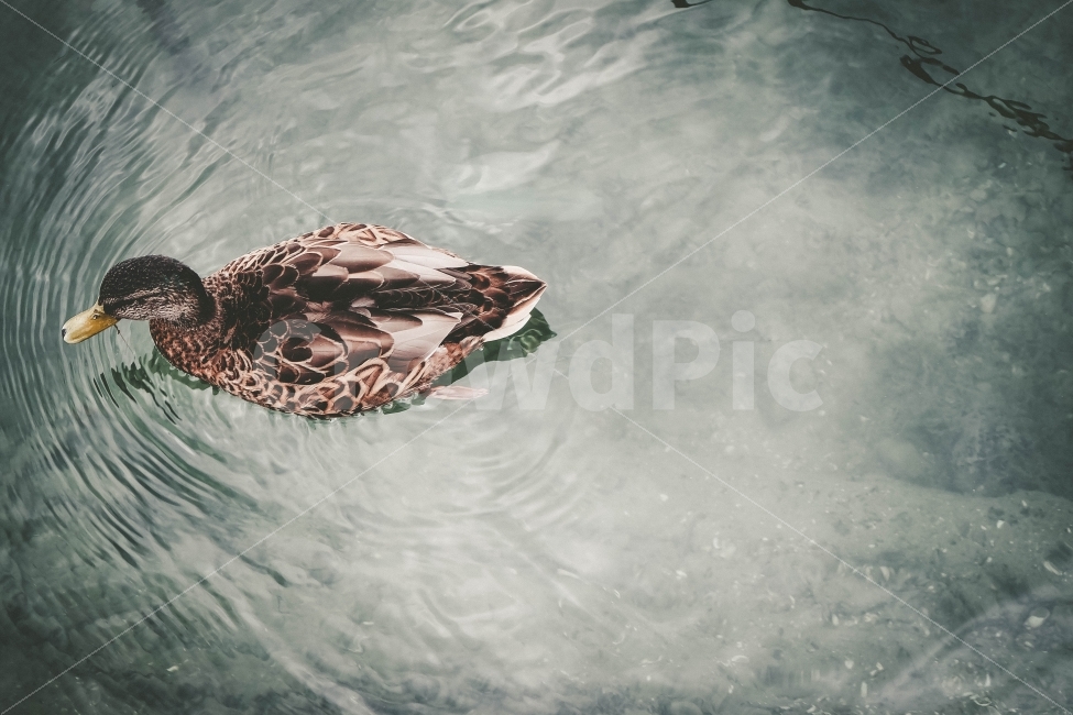오리,동물,새,물,강,자연,헤엄,냇가,수영,동물,animal,조류,새,birds