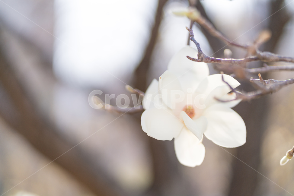 봄,목련,목련나무,봄꽃,꽃,봄,계절,spring,season,식물,자연,plants,nature,꽃,flower,plant