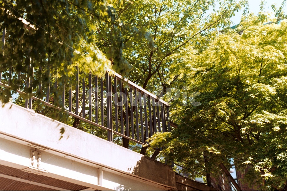 봄,청량,나무,푸름,여름,난간,자연,새싹,빛,spring,tree,summer,green,초록,nature,아날로그,필름사진,힐링