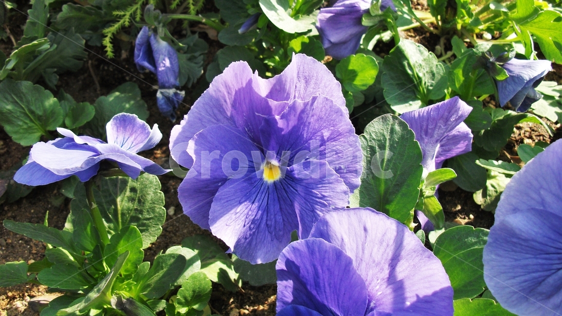 꽃,자연,식물,꽃잎,암술,수술,봄,spring,nature,bloom,petal,floral,scent,beautiful,plant,flower,식물,자연,plants,nature,꽃,flower