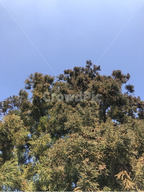 나무,숲,자연,풍경,tree