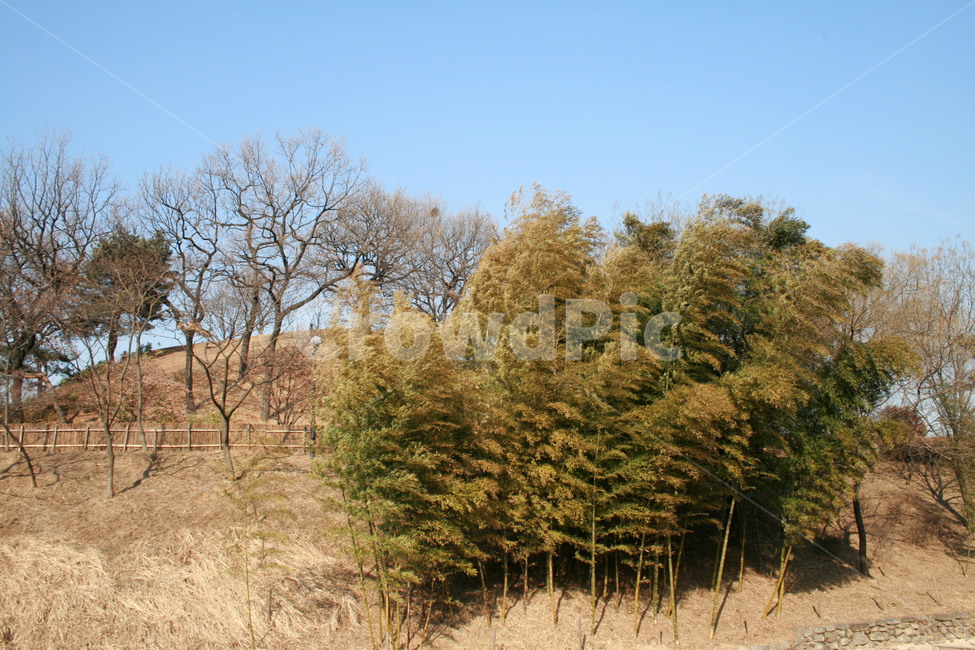 풍경,나무,겨울,대나무,식물,하늘,겨울,계절,winter,season,자연,풍경,nature,landscape,tree,plant,fir,전나무