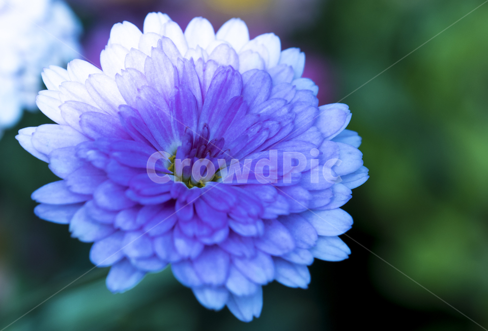 꽃,작은꽃,귀여운꽃,작고귀여운꽃,활짝핀꽃,식물,자연,plants,nature,꽃,flower