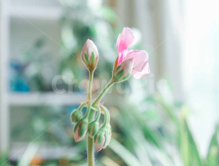 꽃,식물,flower,꽃잎,nature,자연,초록,green,pink,분위기,색감,꽃송이,house,home,plant,집,일상,식물,자연,plants,nature,꽃,flower,실내용화초,화분,화초,house plant,감성,sensible,feeling,휴식,힐링,rest,relaxation,healing