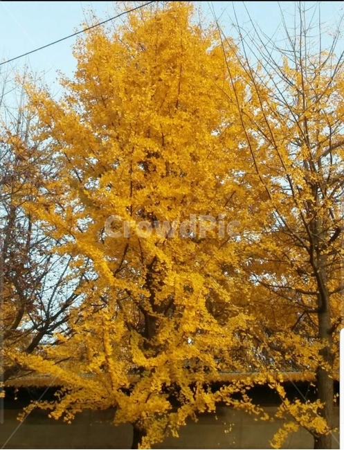 단풍,가을,성취,성과,기쁨,노력,느낌