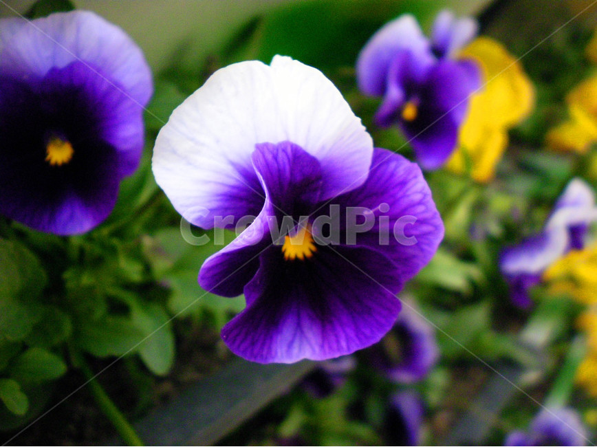 펜지꽃,pensiro,감성사진,emotionphoto,꽃,flower,식물,plant,색깔,색채,색감,색상,color,퍼플,peopeul,하얀색,white,노란색,yellow,식물,자연,plants,nature,꽃,flower