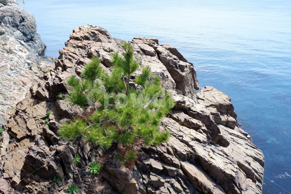 cliff,낭떠러지,자연,나무,outdoors,식물,바다