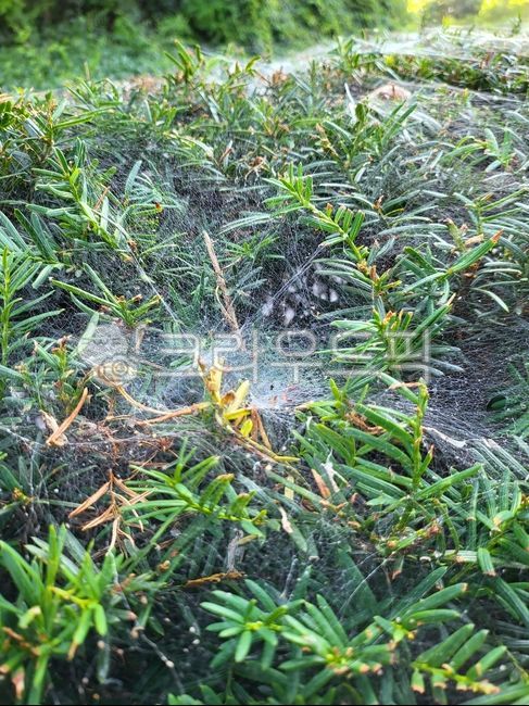 yew tree,yew tree,tree,landscape tree,landscape,spider web,green,spider web