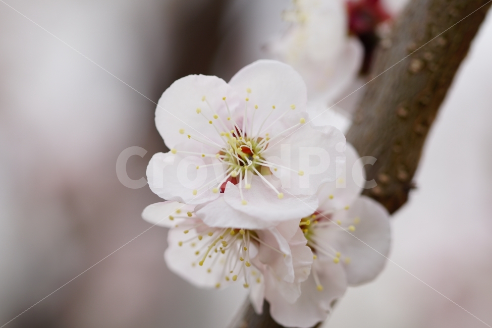 매화,꽃,나무,나뭇가지,산,하늘,봄,자연,플라워,꽃봉오리,flower,nature,spring,접사,macro,클로즈업,closeup,tree,숲,숲속,산림,삼림,조경,식물,plants,봄꽃,감성,힐링,풍경,landscape,식물,자연,plants,nature,봄,계절,spring,season,꽃,flower,plant,blossom