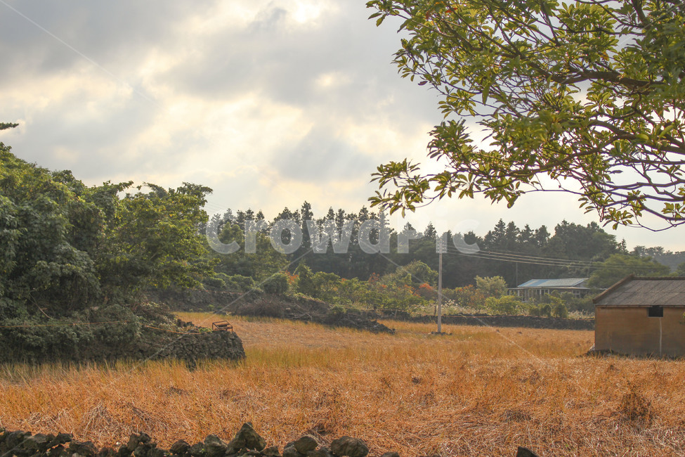 자연,제주도,밭,숲,나무,구름,하늘,햇빛,태양,자연,풍경,nature,landscape,한국자연풍경,한국자연경관,korea nature landscape,시골,마을,country,rural,town,ground,바닥,gravel,자갈,road,도로,dirt road,흙길