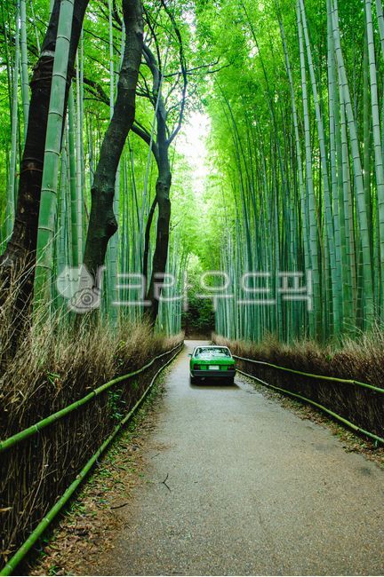 forest,arashiyama,Kyoto,japan,destination,bamboogrove,healing,trail,path,Chikurin,quiet,bamboo forest,green,nature,bambooforest,taxi,morning,bamboo,calm,grove,Agreeable,Arashiyama,the air is clear,pathway,tranquility,green taxi,fresh,serene,walk