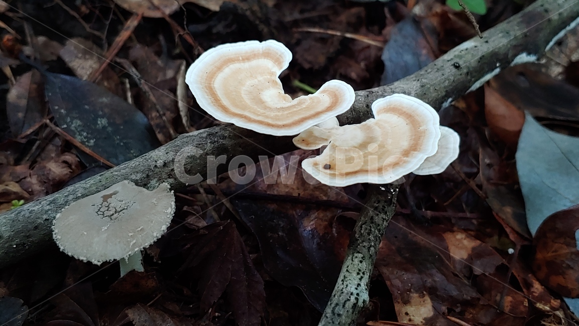 버섯,야생버섯,독버섯,afieldmushroom,setas,버섯,mushroom