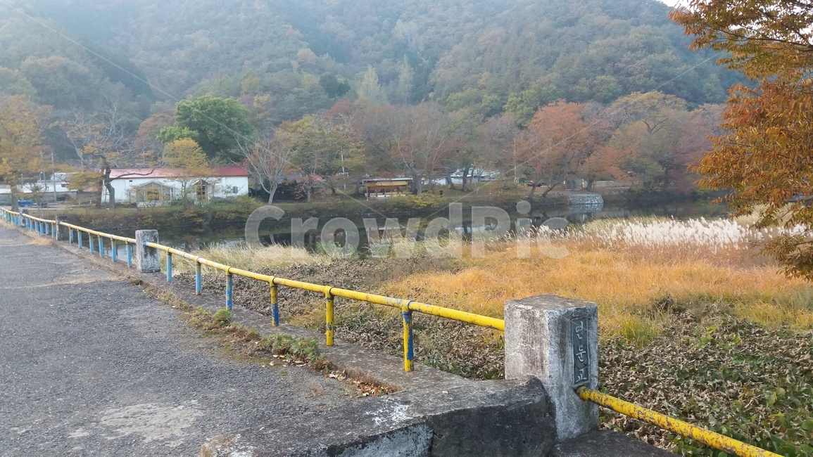 화순,나무,다리,연둔리숲정이,가을