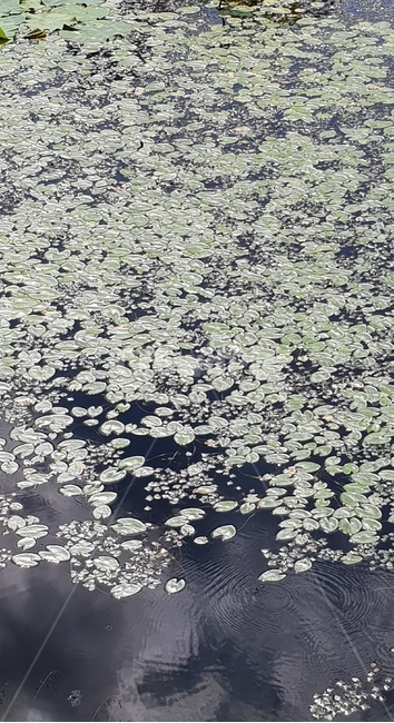 수초,물,자연,식물,배경이미지,여름,호수,연못,background,natural,초록,그린,green,여러해살이,배경,배경화면,색감,바탕,텍스쳐,질감,패턴,이미지,식물,자연,plants,nature